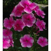 Флокс Phlox Василиса